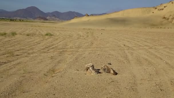 Mitten Der Wüste Sudan Afrika — Stockvideo