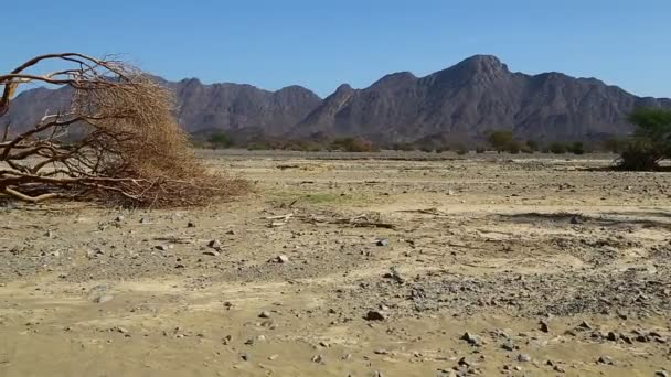 Montaña Arbusto Vida Silvestre Sudán África — Vídeo de stock