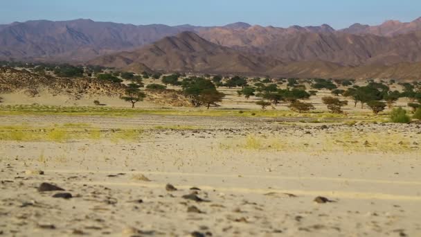 Mitten Öknen Sudan Afrika — Stockvideo