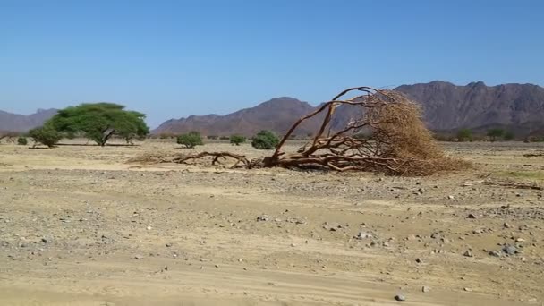 Montaña Arbusto Vida Silvestre Sudán África — Vídeos de Stock