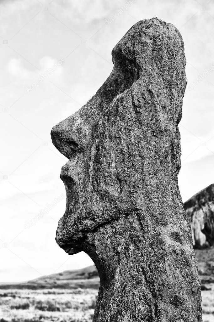 in chile rapa nui the antique and mysteriuos muai statue symbol of an  ancien cultur