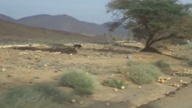 Sudan çöl, Afrika kimliği belirsiz araba