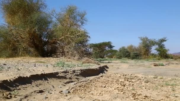 Gebarsten Grond Nubische Woestijn Concept Van Wild Avonturen Soedan Afrika — Stockvideo