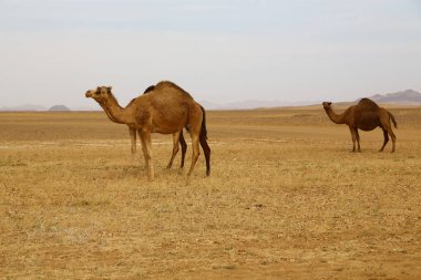 Sudan'da Afrika deve vahşi ve adventur nubian çöl kavramı