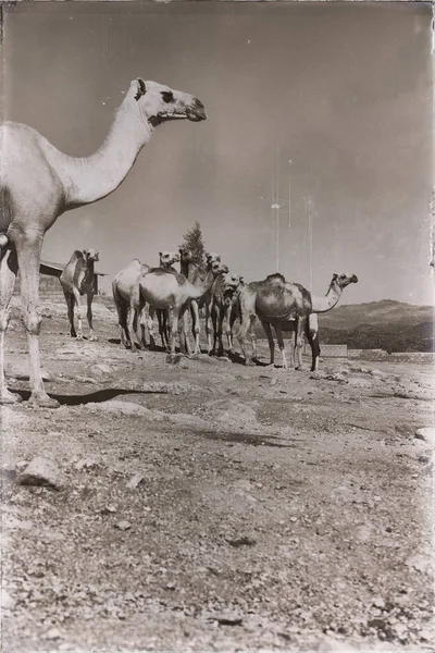 Στην Danakil Αφρική Αιθιοπία Στην Παλιά Αγορά Παρτίδων Καμήλα Έτοιμος — Φωτογραφία Αρχείου