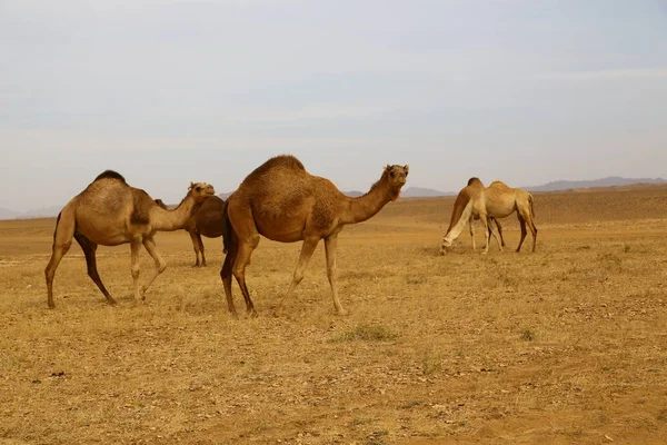 Sudan Afrika Kameler Nubiska Öknen Begreppet Wild Och Adventur — Stockfoto