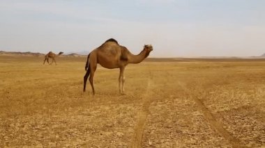 Sudan, Afrika'da vahşi ve maceralar nubian çöl kavramı nda deve
