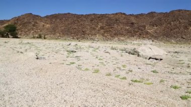 sudan Afrika'da vahşi ve maceralar nubian çöl kavramı nehir yatağı