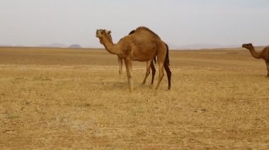 Sudan, Afrika'da vahşi ve maceralar nubian çöl kavramı nda deve