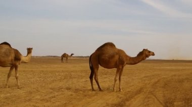 Sudan, Afrika'da vahşi ve maceralar nubian çöl kavramı nda deve