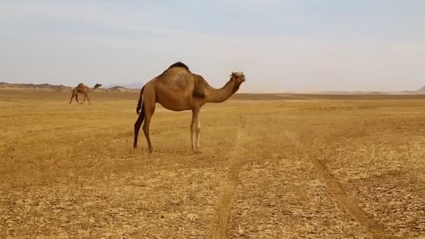 Καμήλες Στο Νουβιανή Έρημο Έννοια Των Άγριων Και Περιπέτειες Στο — Αρχείο Βίντεο