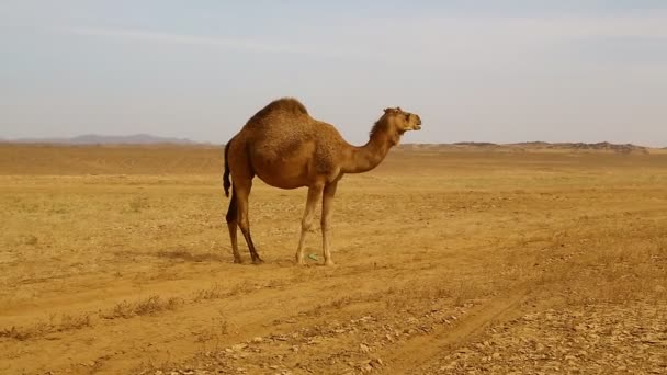 Sudan Afrika Vahşi Maceralar Nubian Çöl Kavramı Nda Deve — Stok video