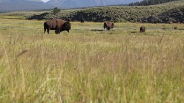 Yellowstone ulusal parkında buffalolar, Abd