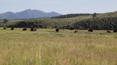 Yellowstone ulusal parkında buffalolar, Abd