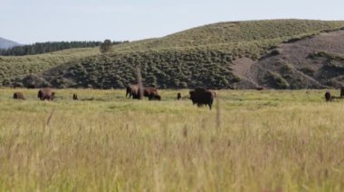 Yellowstone ulusal parkında buffalolar, Abd