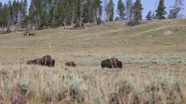 buffles dans le parc national Yellowstone, États-Unis 