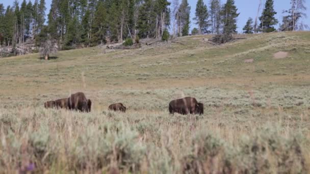 Buffaloes Yellowstone National Park Estados Unidos — Vídeo de stock