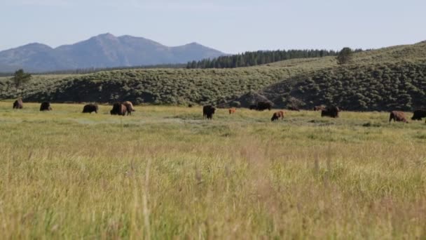 Buffaloes Yellowstone National Park Estados Unidos — Vídeos de Stock
