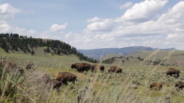 buffles dans le parc national Yellowstone, États-Unis 