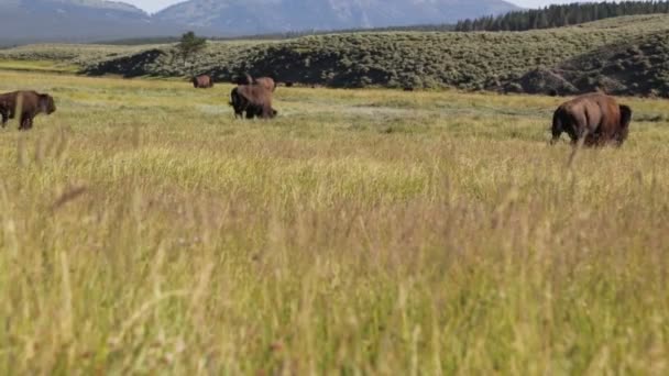 Búfalos Parque Nacional Yellowstone Eua — Vídeo de Stock