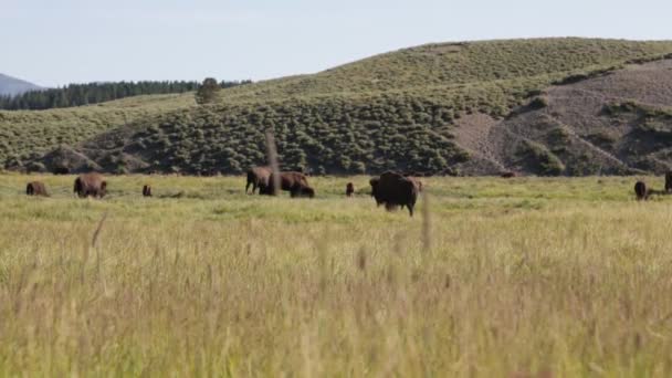 Yellowstone Ulusal Parkında Buffalolar Abd — Stok video