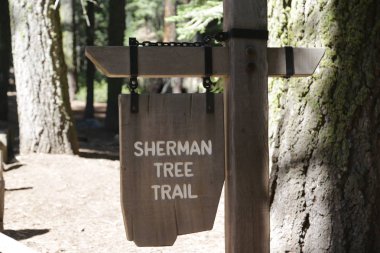   Abd'de sekoya milli parkı içinde