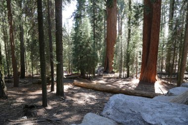   Abd'de sekoya milli parkı içinde