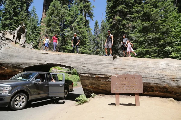 Azonosítatlan emberek belül Sequoia Park — Stock Fotó