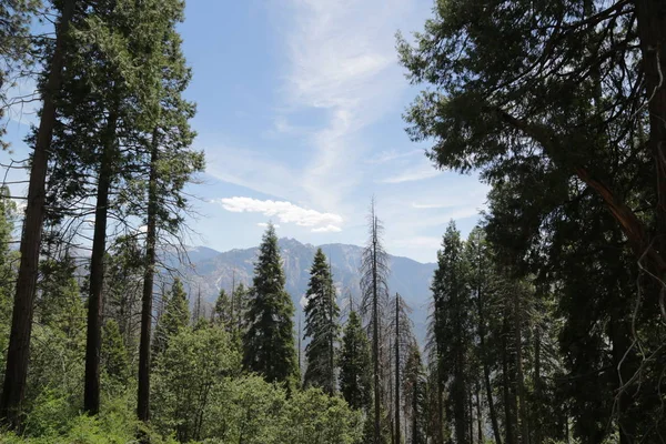 Az USA-ban belül Sequoia Nemzeti Park — Stock Fotó