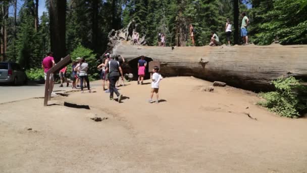 Pessoas Dentro Parque Sequoia — Vídeo de Stock