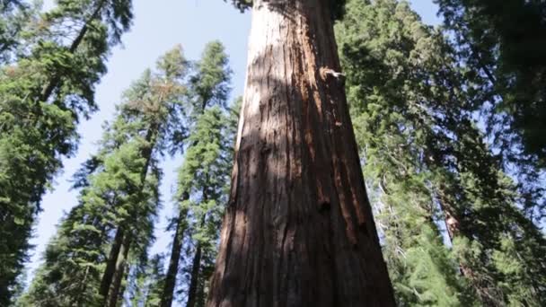 Piękne Drzewa Sequoia National Park Usa — Wideo stockowe