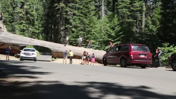 Lidé Parku Sequoia — Stock video
