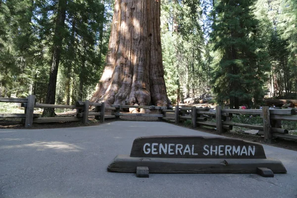 Az USA-ban belül Sequoia Nemzeti Park — Stock Fotó