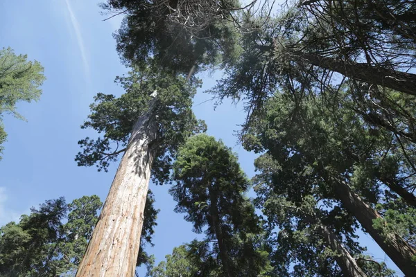 Negli USA all'interno del parco nazionale sequoia — Foto Stock