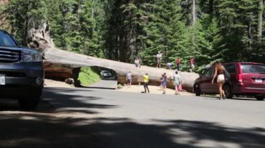 sekoya parkı içinde insanlar