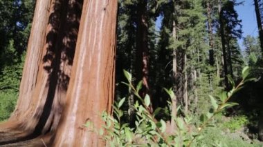 sekoya milli parkı güzel ağaçlar, Abd