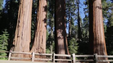 sekoya milli parkı güzel ağaçlar, Abd