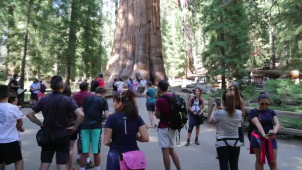 People Sequoia Park — Stock Video