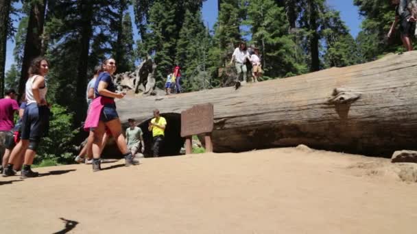 Personas Dentro Del Parque Sequoia — Vídeos de Stock