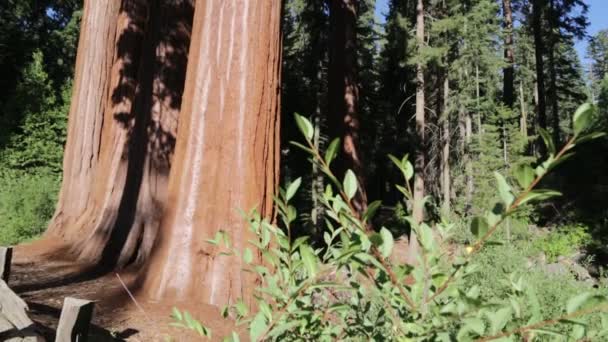 Schöne Bäume Mammutbaum Nationalpark Usa — Stockvideo