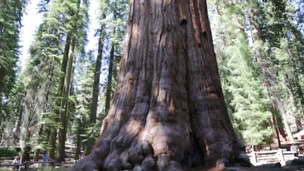 Όμορφα Δέντρα Στο Εθνικό Πάρκο Σεκόγια Ηνωμένες Πολιτείες — Αρχείο Βίντεο