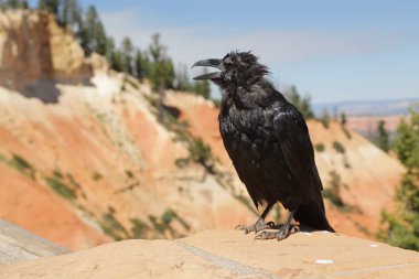   bryce milli parkta karga 