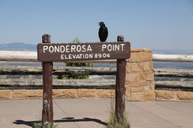   bryce milli parkta karga 