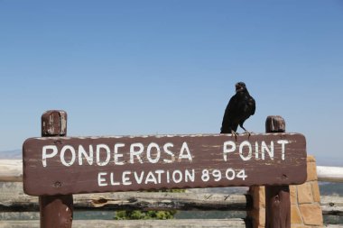   bryce milli parkta karga 