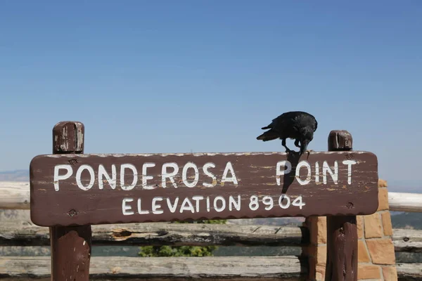 Ворона в національному парку Брайс — стокове фото