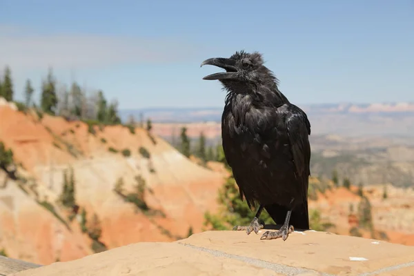 Vrána v národním parku Bryce — Stock fotografie