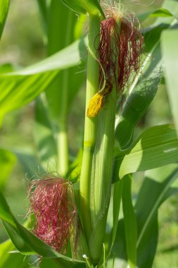 Beyaz arkaplanda mısır