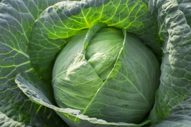 lahana beyaz zemin üzerine