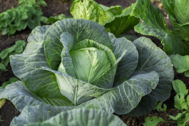 lahana beyaz zemin üzerine