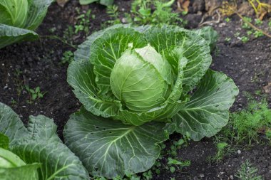 lahana beyaz zemin üzerine